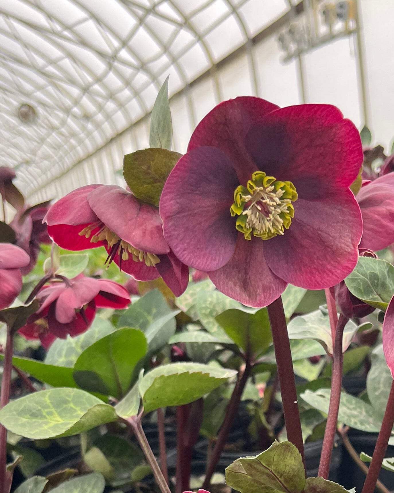 Perennial Farm Marketplace Helleborus Frostkiss® Vibey Velvet™ (Lenten Rose) Live Perennial, Size-#1 Container, Deep Red Winter to Early Spring Flowers with Marbled Evergreen Foliage, Deer Resistant