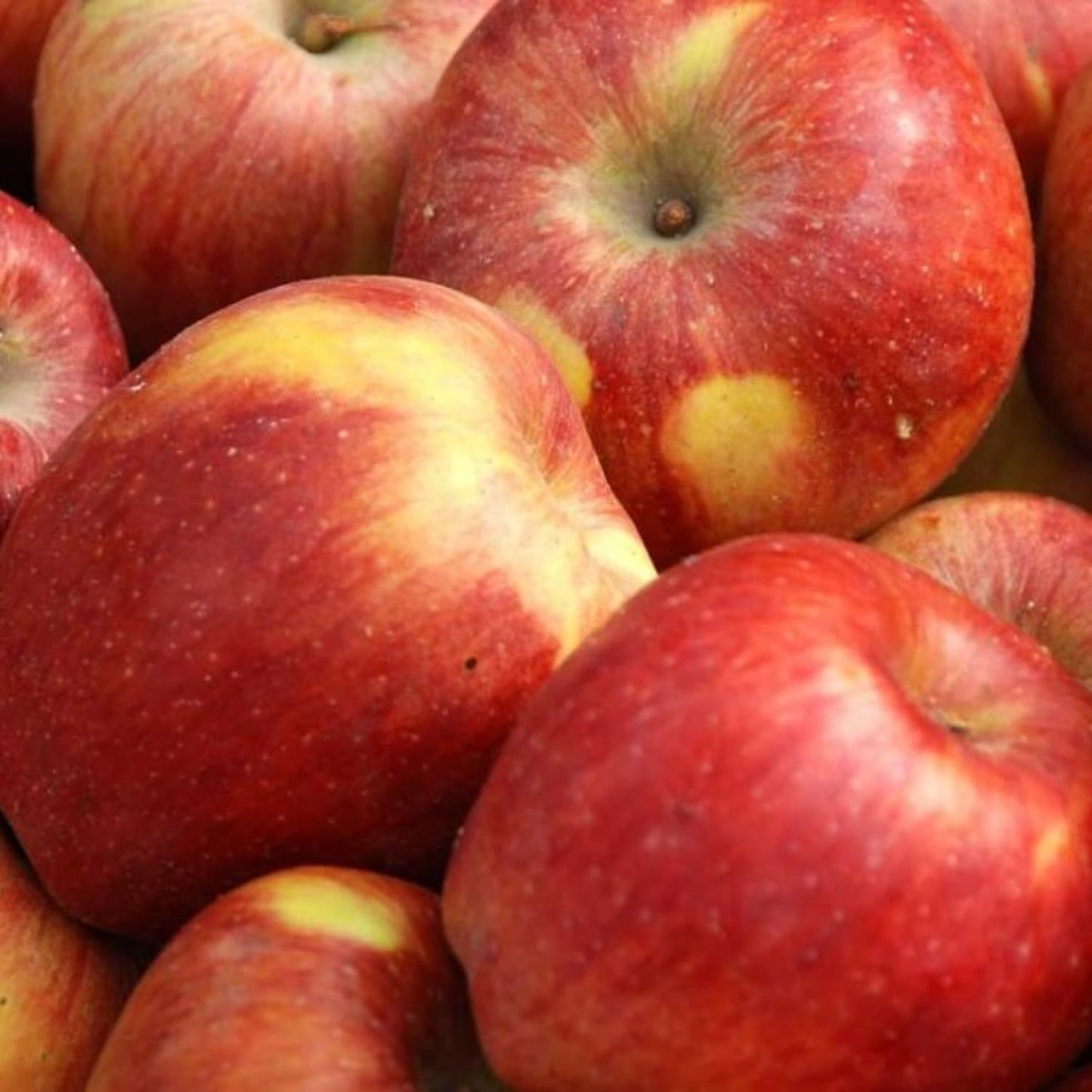 Gala Apple Tree Live Plant, 2 to 3 Feet Tall, Red Apple Tree Plant for Planting, Apple Fruit Trees Indoor Outdoor