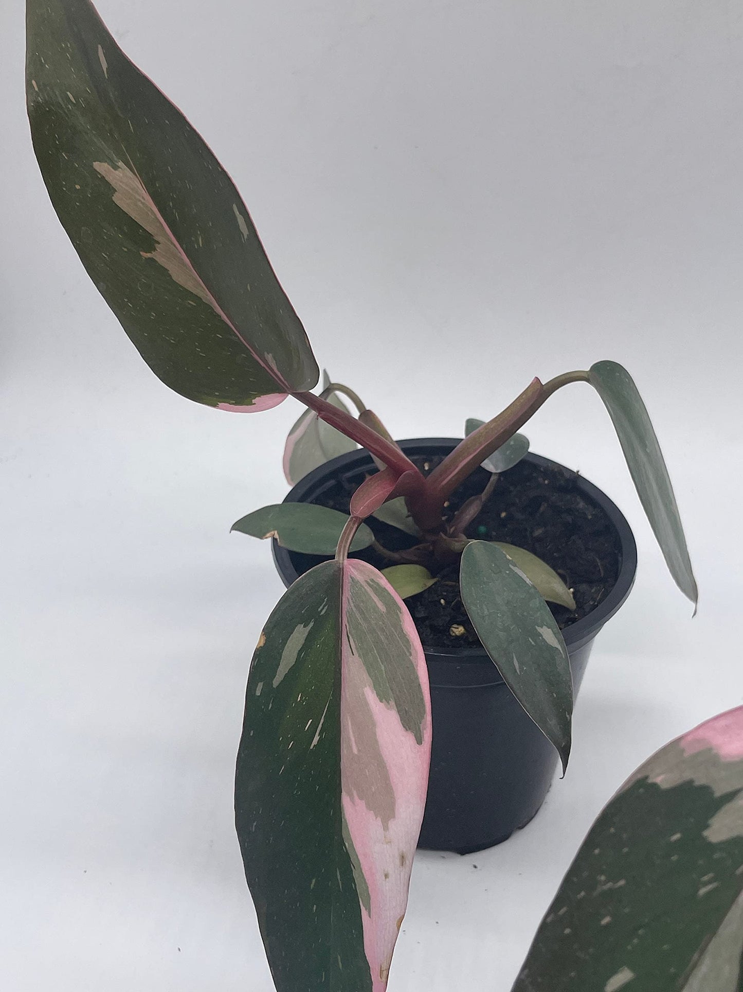 BubbleBlooms Philodendron Pink Princess in a 4 inch Pot Extremely Rare House Plant