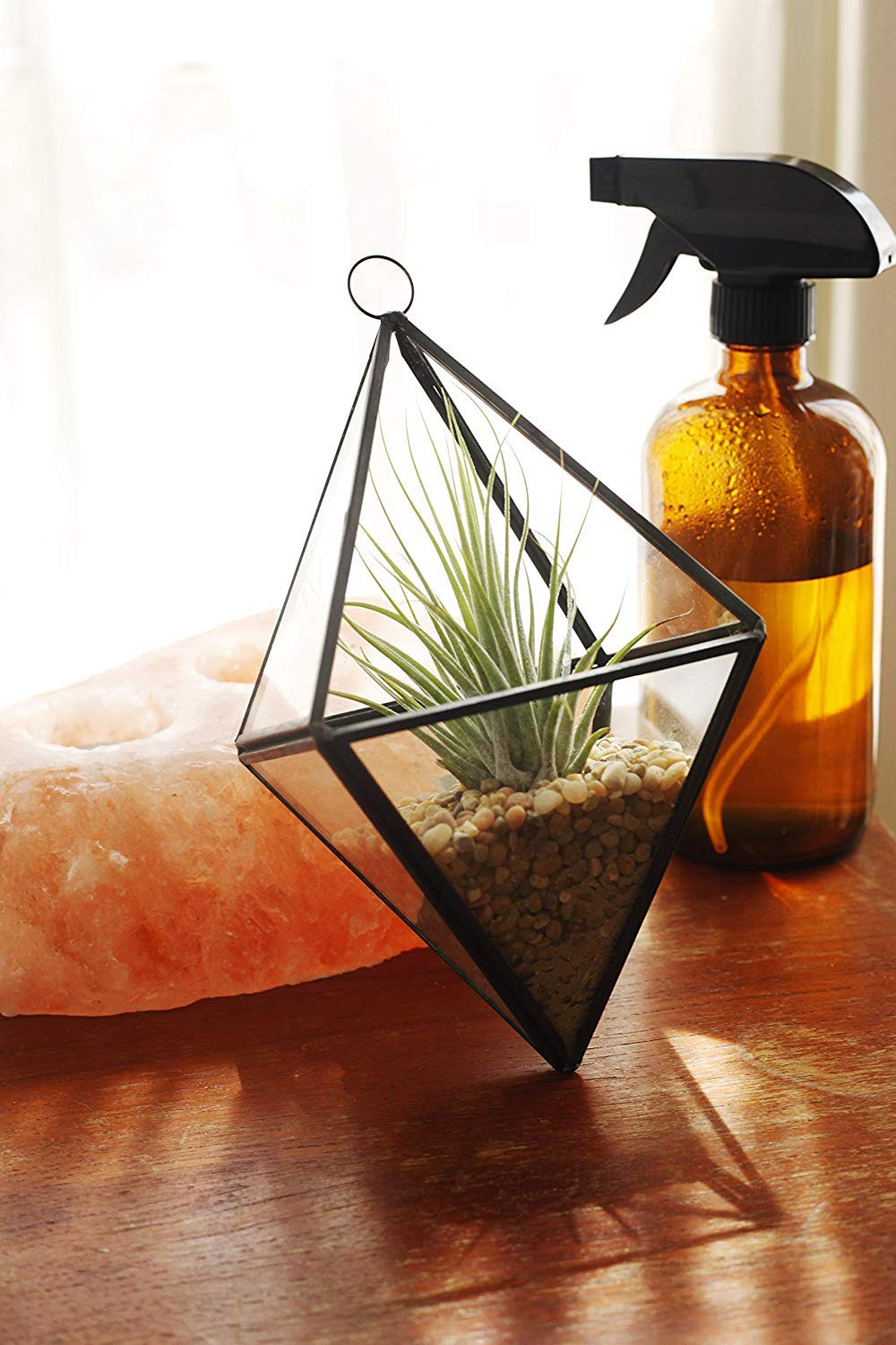 Ionantha Tillandsia Air Plants, Mini Live Indoor Plants, Home Decor & Gifts, Easy Care, Low Maintenance, Air Purifier, Hanging Plants, Favors,Terrarium Plants, Pack of 4