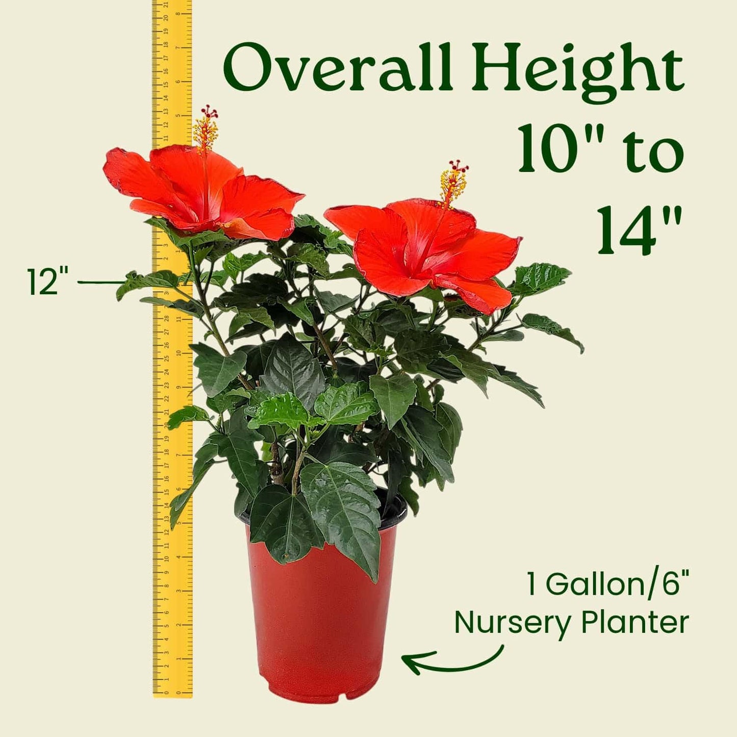 Tropical Plants of Florida - Red Hibiscus Bush Dwarf - Flowering Plants Live - 12" to 16" Overall Height - 1 Gallon Planter