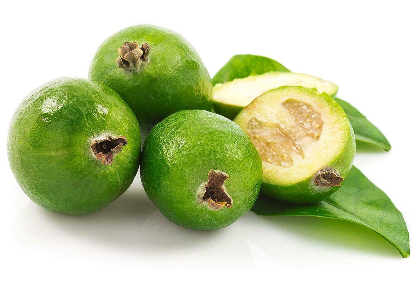 Pineapple Guava Plant - 1 Live 4 Inch Plants - Feijoa Sellowiana - Edible Flowers and Fruit