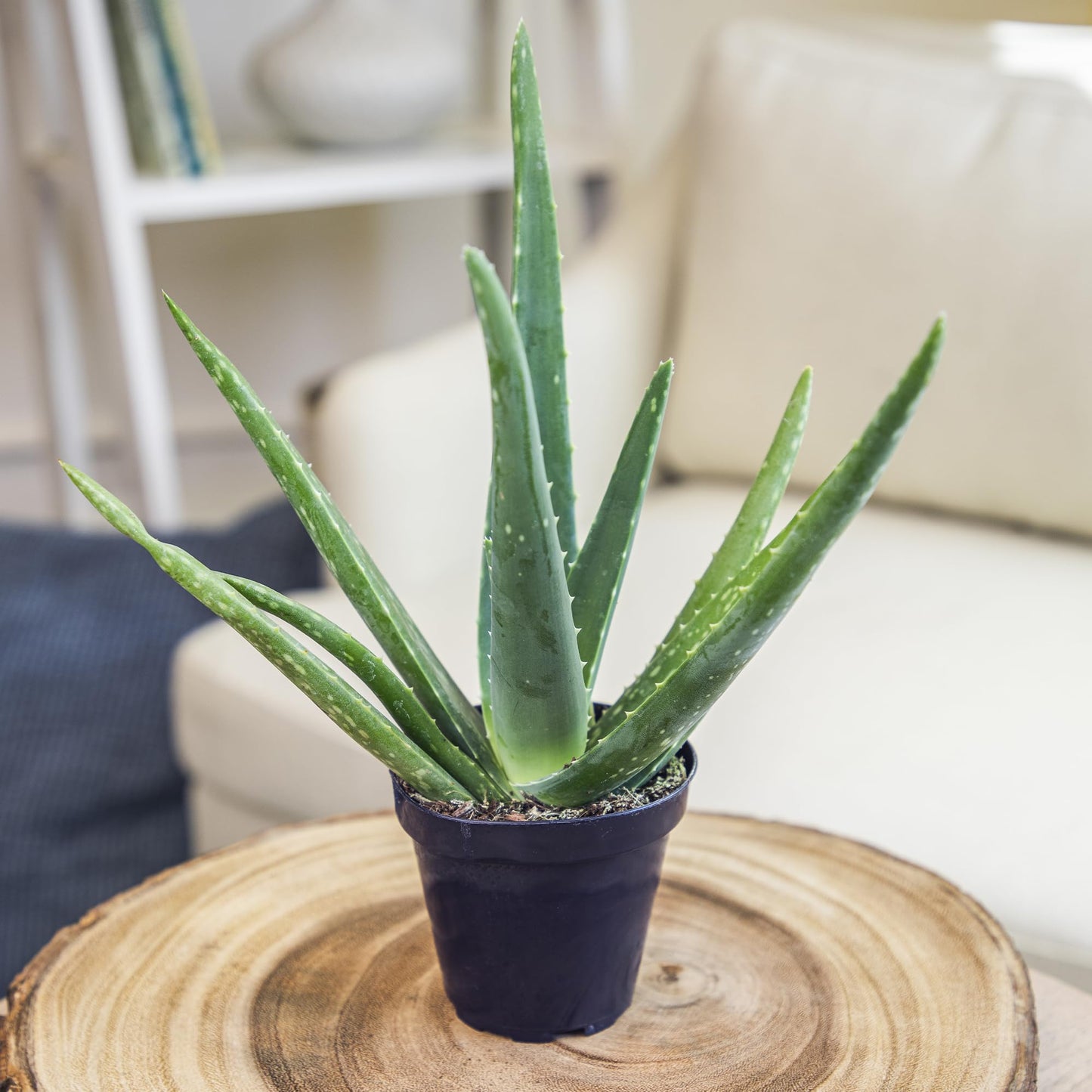 Aloe Vera Plant Live Succulent Plants (3 Pack), Live Aloe Vera Plant Succulents, Live Aloe Plant in Aloe Plant Pot, Aloe Plants Live Indoor Plants, Succulents Live House Plants by Plants for Pets