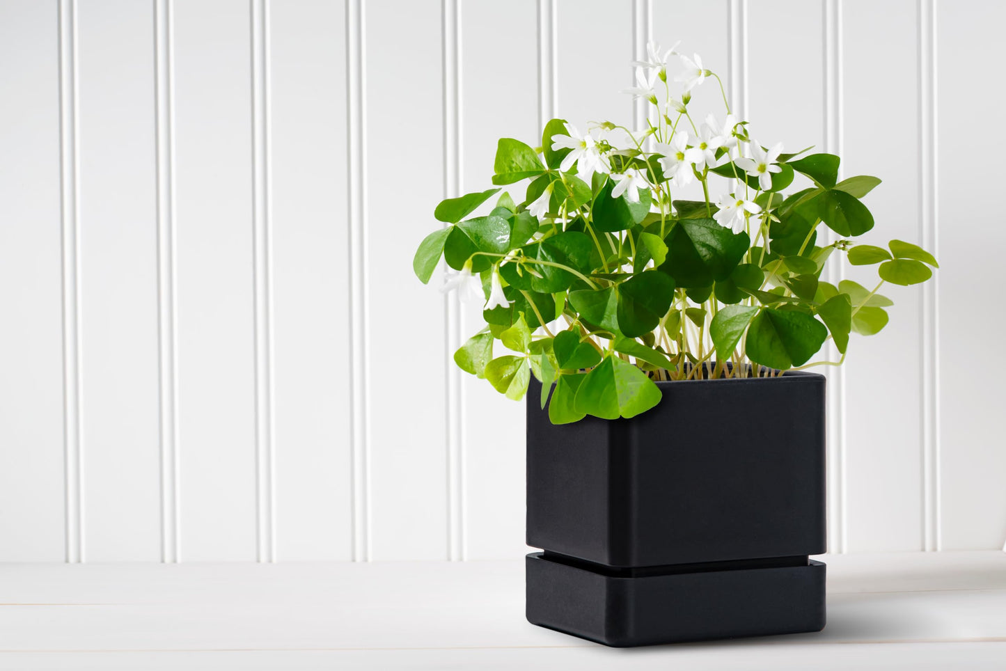 D'vine Dev 4 Inch Herb Planter Pot, Plastic Planter with Drainage Holes and Saucer, Modern Decorative Gardening Pot for Indoor Plants, Flowers, Herbs, Succulents, Black, Set of 1, 76-Y-B1-1