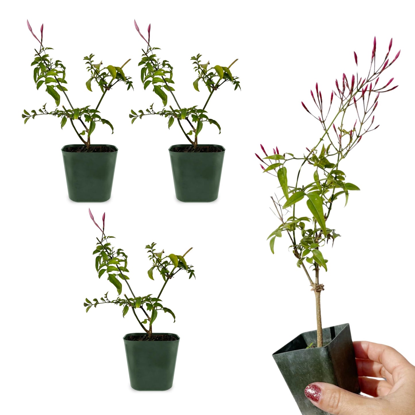 Generic Mini Pink Jasmine Vine, Fragrant and Live Houseplant, 2 Inch Pot, Jasminum Polyanthum (3)
