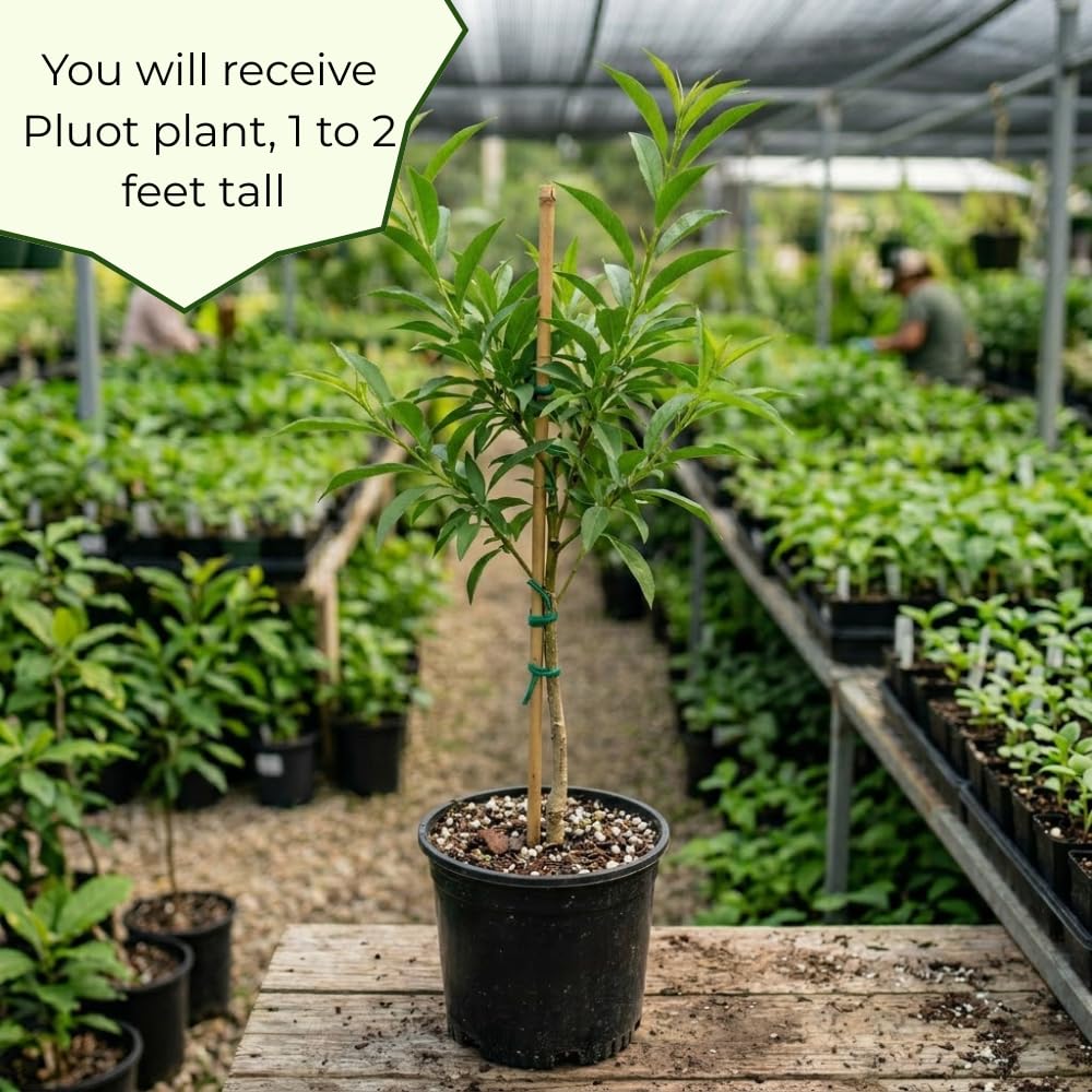 Flavor Pluot Tree, Pluot Fruit Tree Live Plant, Well Rooted in 3 Gallon Pot, 1-2 Feet Tall, Plum Tree for Outdoor Planting, No Ship to CA