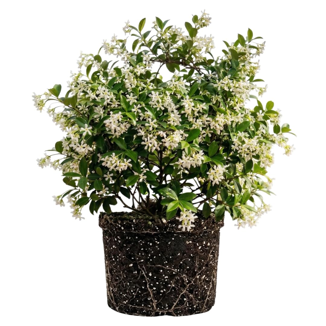 Live Star Jasmine Vine, Fragrant Flower Plant, 3 Inch Pot, Well Rooted for Indoor or Outdoor Growing