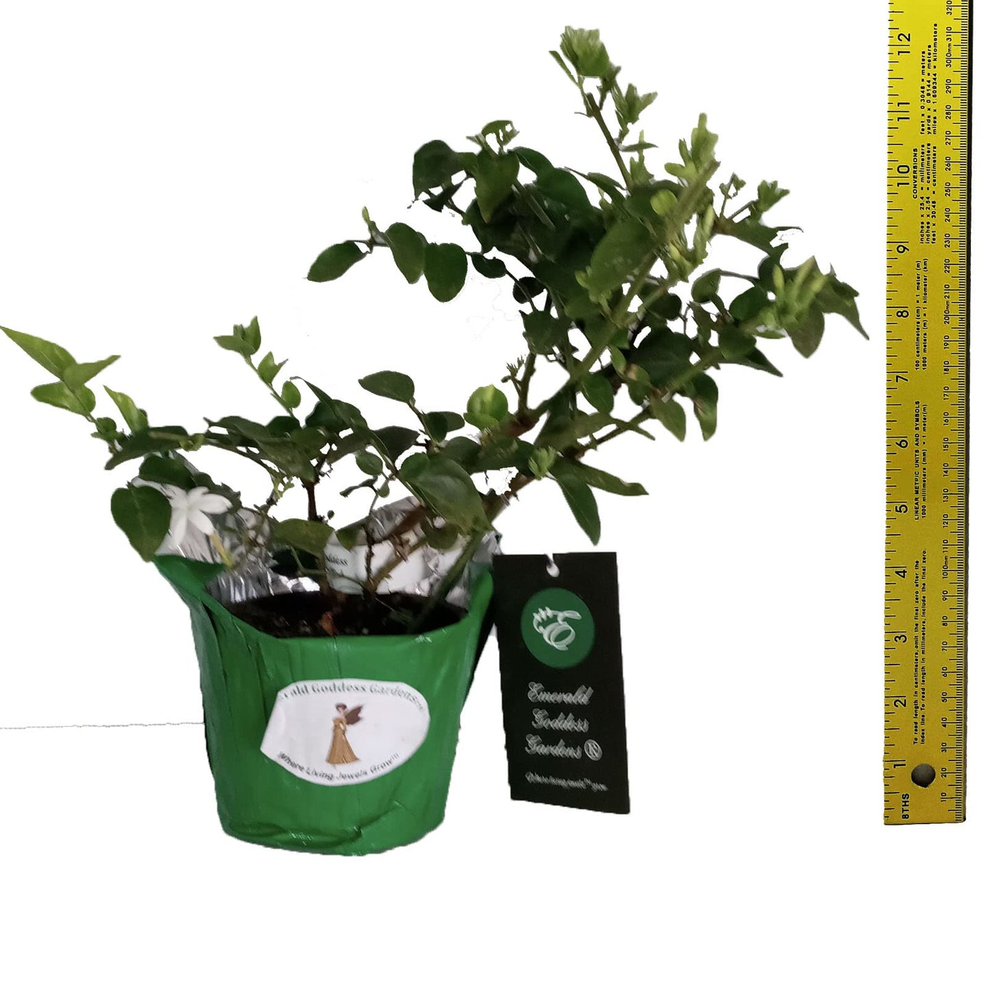 Downy Jasmine - Jasminum multiflorum - Live Plant - Light Scent White Single Flower - Emerald Goddess Gardens - Starter Sz 4 Inch Pot