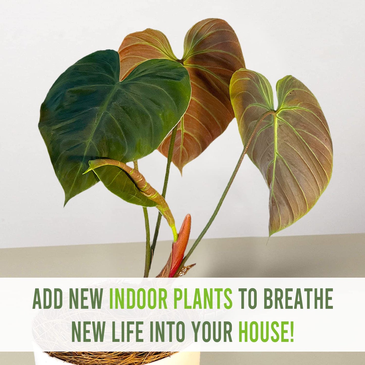 LEAL PLANTS ECUADOR Philodendron Rubrijuvenile 'El Choco Red',Live Indoor House Plant | Heart-Shaped Foliage | Air Purifying Tropical Plant |Perfect for Home Decor, Unique Gift for Plant Lover