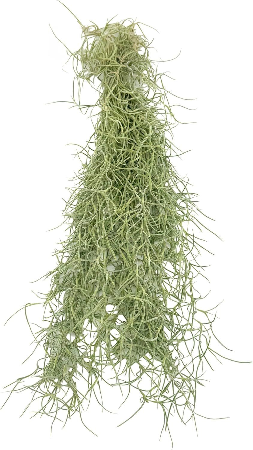 ragnaroc Tillandsia Usneoides ‘Thick-Colombian Spanish Moss’ - ragnaroc Indoor Tropical Plant 16” / 1 oz - Live Arrival Guaranteed - Live Air Plant & House Plants for Home Decor & Gift