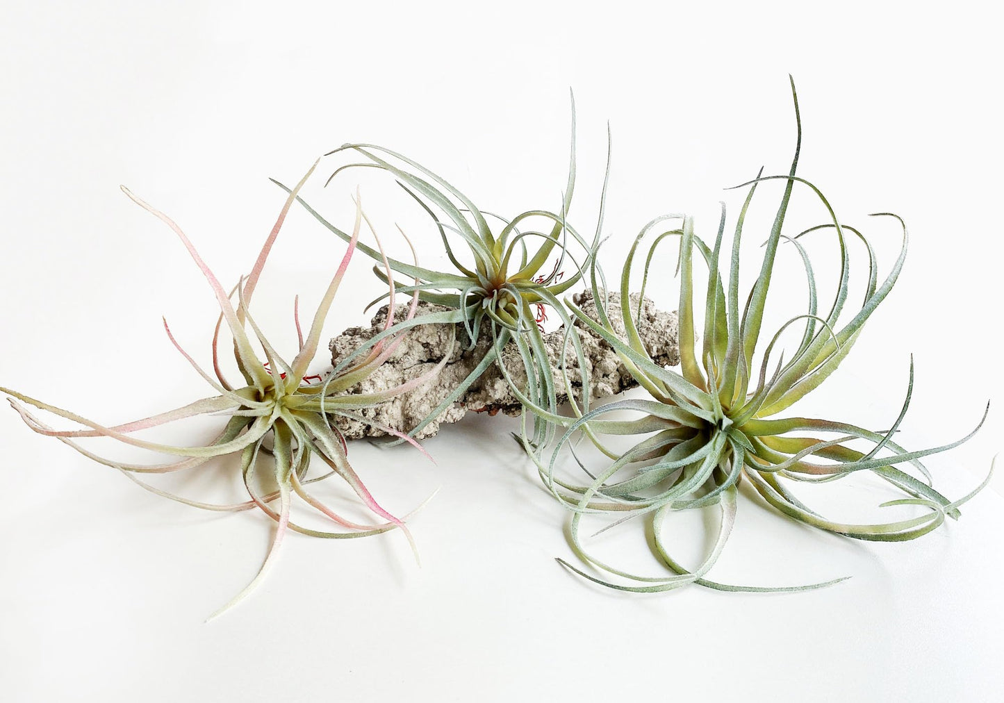 Casktcom® Extra Large Artificial Air Plants – Set of 3 Faux Tillandsia Bromeliads，Fake Succulent Plants – No Care Needed