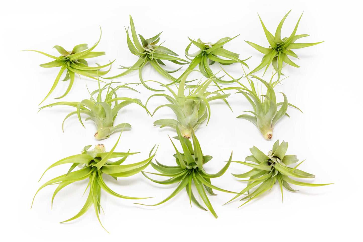 10 Pack Air Plant Green Abdita Brachycaulos Tillandsia - Available in Wholesale and Bulk - Live Succulent House Plants – Home and Garden Decor - Easy Care Indoor/Outdoor Air Plants