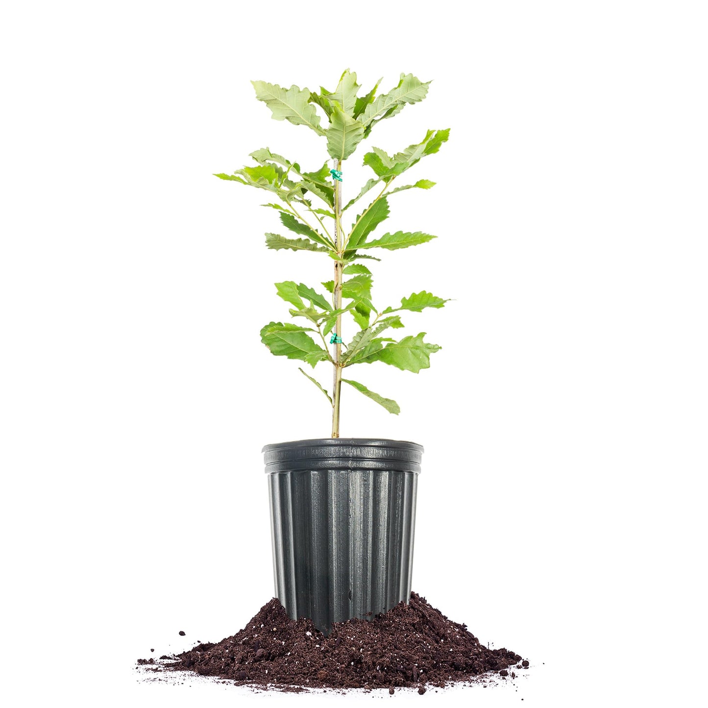 Perfect Plants Swamp Chestnut Oak Tree 1 Gallon | Live Tree for Landscaping | Shade & Privacy Features