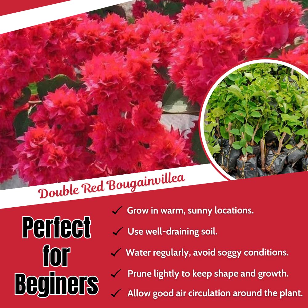 2 Bougainvillea Plants Live, Bougainvillea Flowering Vine Plant, Colorful Climbing Plants for Indoor Outdoor Garden 4-7 Inches (Double Red)