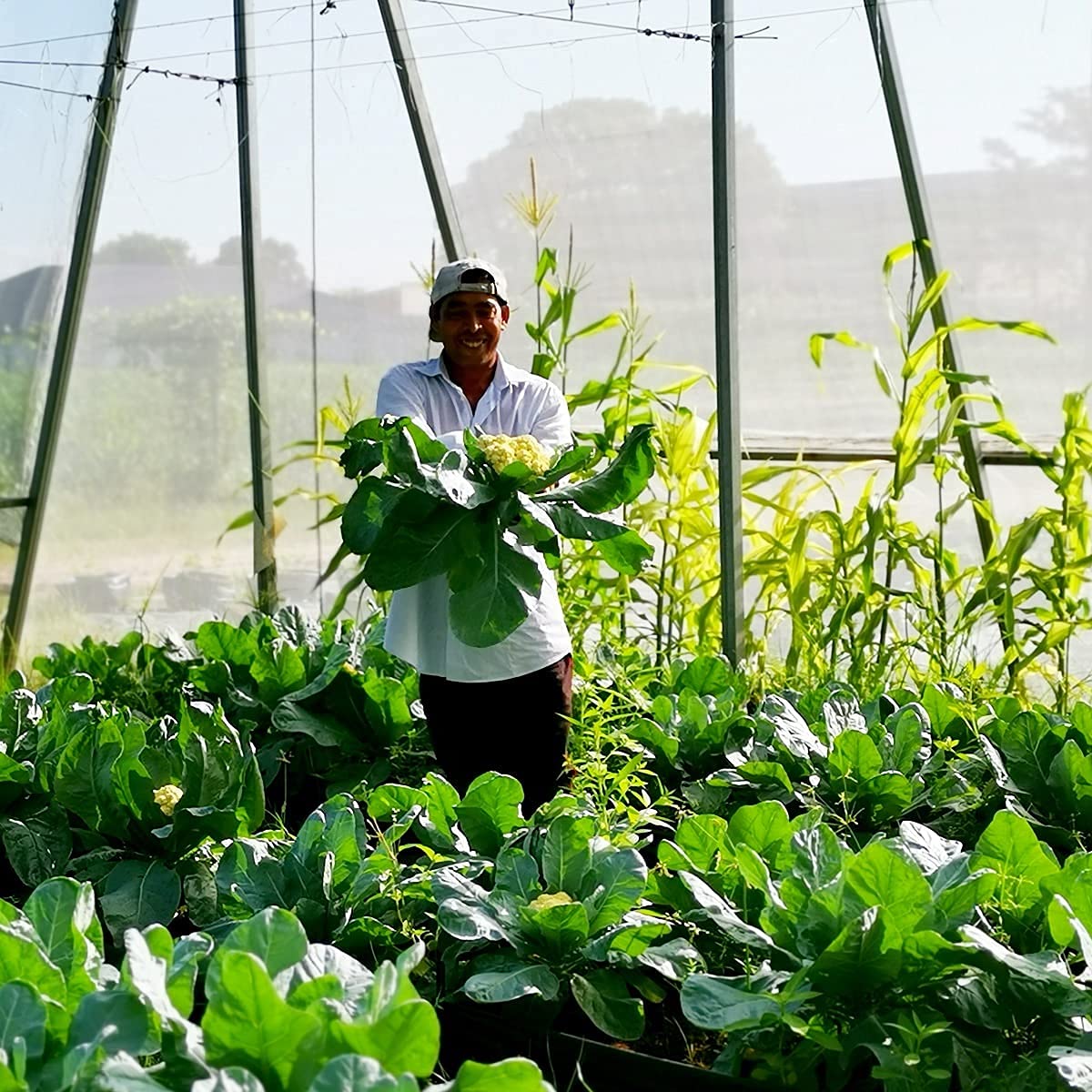 Garden Netting Pest Barrier: 10'x20' Fine Bug Netting for Garden Protection Row Cover Raised Bed Screen Mesh Greenhouse Mosquito Net, Protecting Tree Plants Vegetable Flowers Fruits