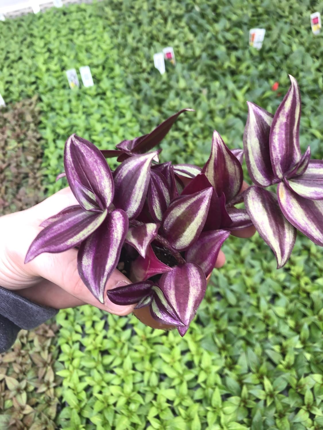 Live Tradescantia Zebrina Plant in 2.5-Inch Pot- Purple Wandering Jew - Easy Live Houseplant for Home & Office Decor - Eye-Catching Silver and Green Foliage - Indoor Gardens Air-Purifying (1)