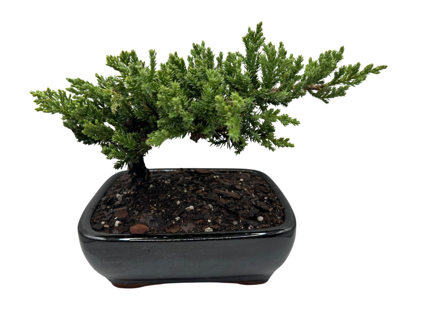 Live Dwarf Juniper Bonsai Tree | Potted in Large Ceramic Pot | 3 Years Old | 100% Handcrafted | Outdoor Bonsai | Unique Gift for Birthday, Graduation, Anniversary