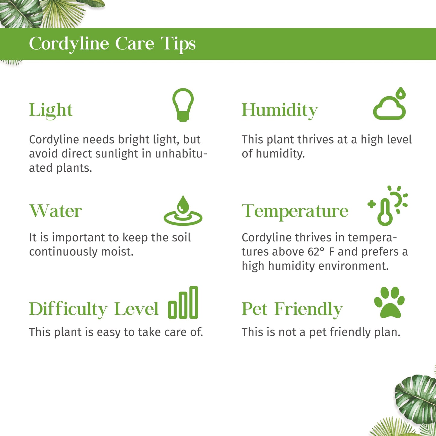 Cordyline Calypso Queen Live Plant for Indoor | Different Houseplants in 4'' & 6'' Pot | Real House Plant for Living Room, Office, Desk & Bathroom | Cordyline fruticosa Calypso Queen
