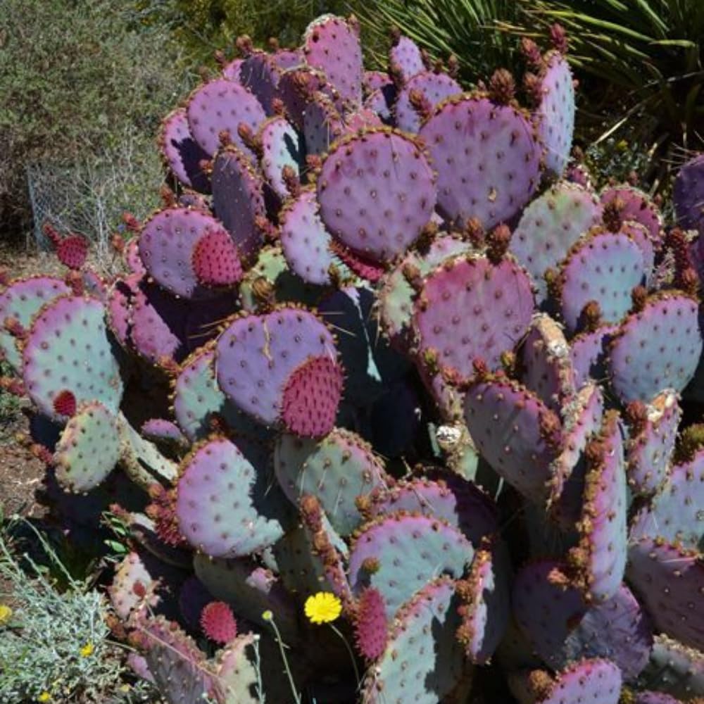 Pack of 2 Pots Purple Prickly Pear Cactus Plants Live, Each 3.5 Inch Pot, Hardy Colorful Prickly Pear Cactus Plant for Rock Gardens Outdoors