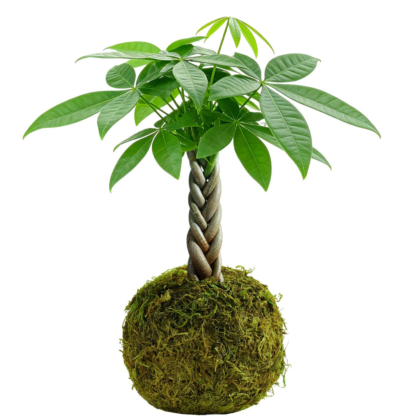 Live Plant Money Tree Kokedama, Easy to Grow, A Living Moss Ball Plant for Home Office Decor, Unique Gift