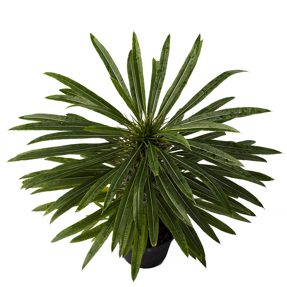 American Plant Exchange Live Madagascar Palm Tree, Plant Pot for Home and Garden Decor, 4" Pot
