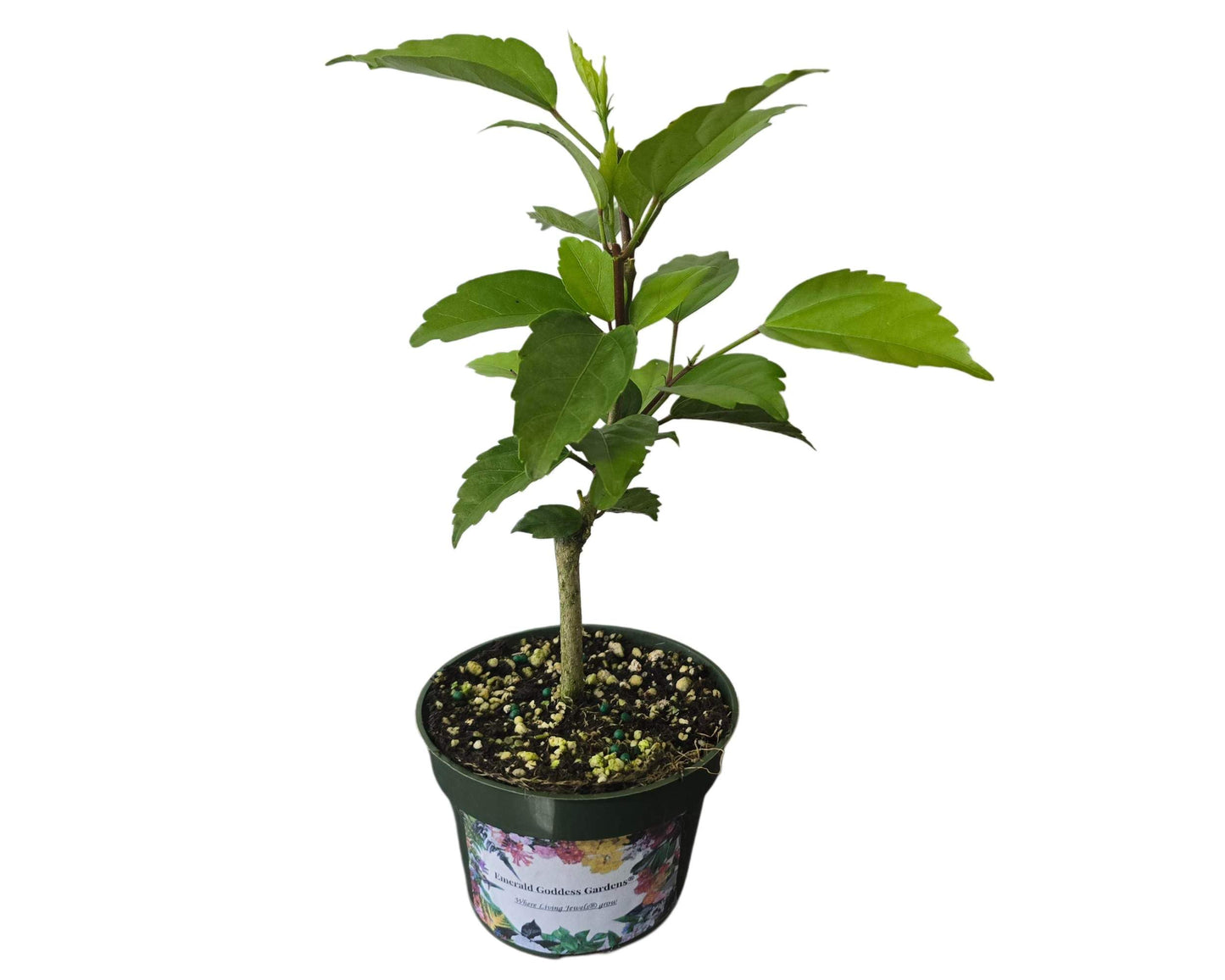 Peach Lions Tail El Capitolo Sport - Tropical Hibiscus rosa-sinensis - Live Plant - Unusual Double Orange Pom Pom Flower - Emerald Goddess Gardens - Starter Sz 4 Inch Pot