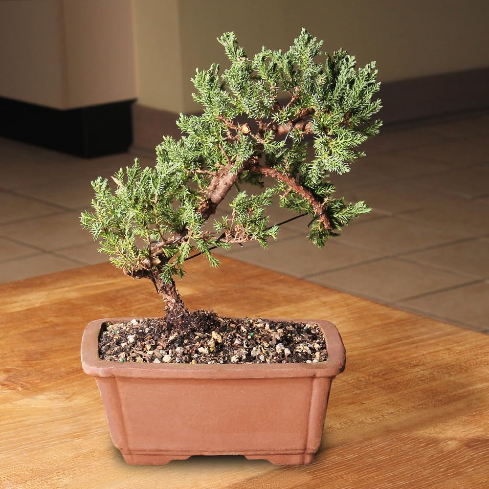 Brussel's Bonsai - Live Green Mound Juniper Bonsai Tree, Outdoor Bonsai Tree Live Plant, Medium Bonsai for Patio Garden Décor, Easy Care Evergreen Bonsai (Medium)