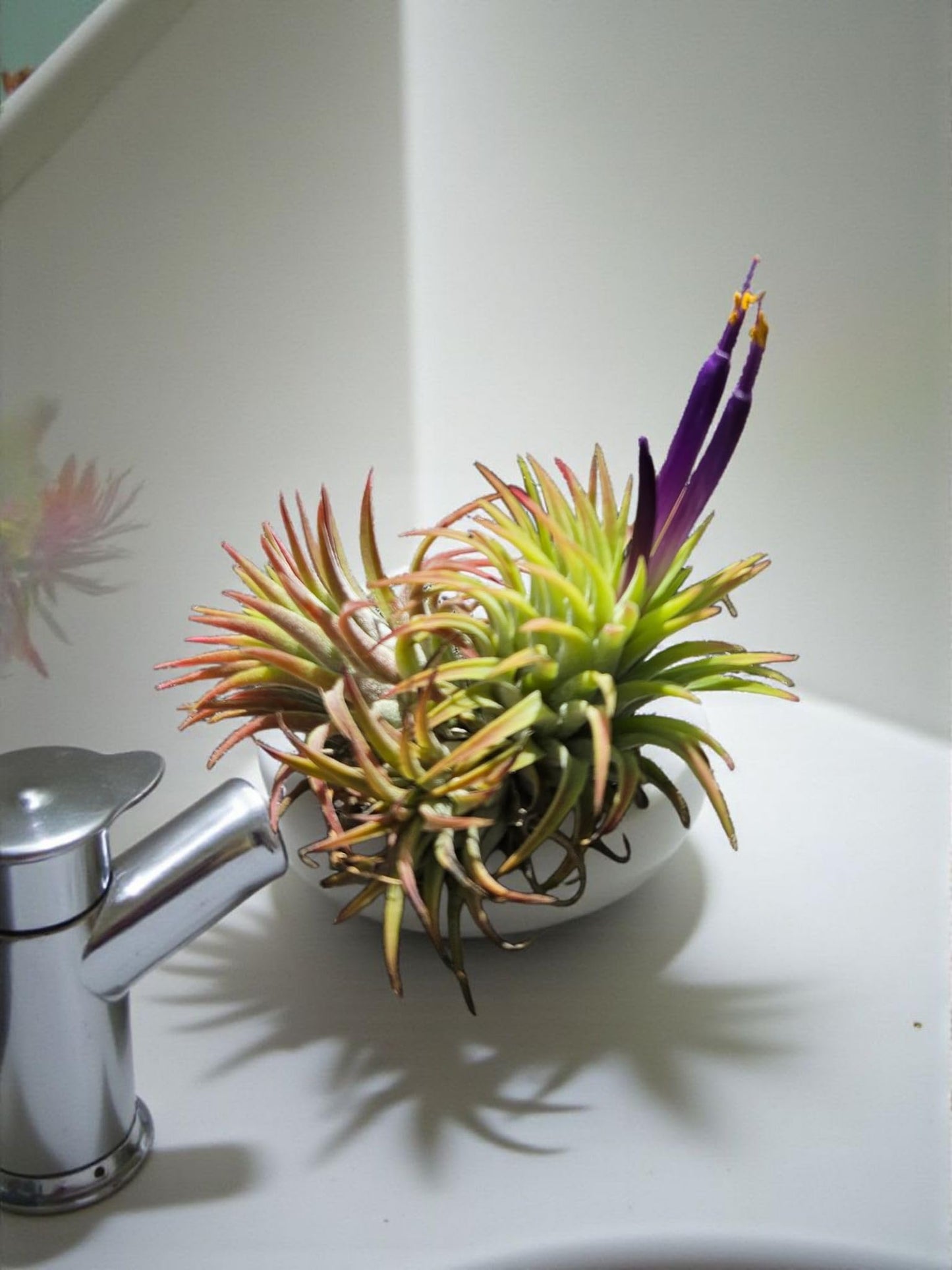 It Blooms Rainforest Grown 5 Pack Ionantha Mexican Air Plants Assorted Sizes - Live Tillandsia - 30 Day Guarantee