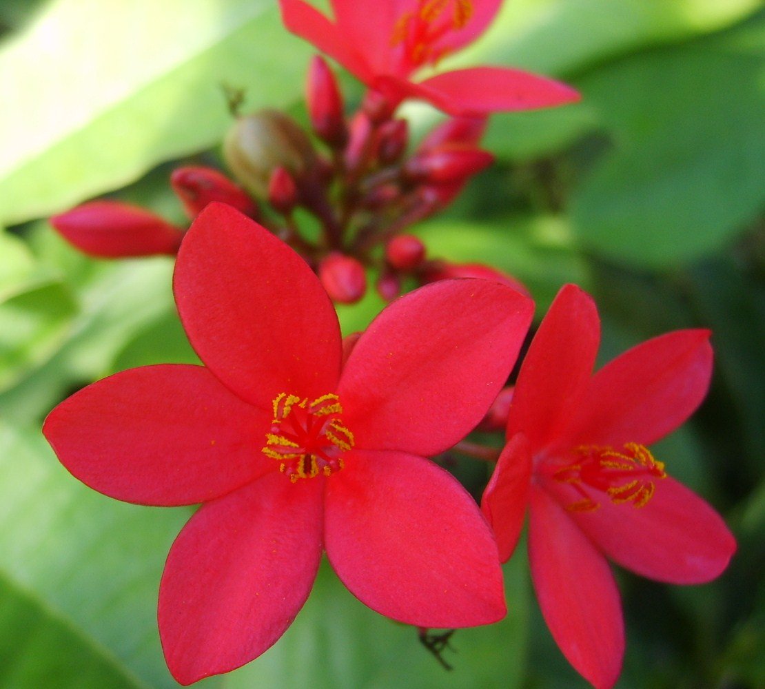 Dwarf Jatropha integerrima - Peregrina - Live Tree Plant - Compact Form - Red Flower - Emerald Goddess Gardens - Starter Sz 4 Inch Pot