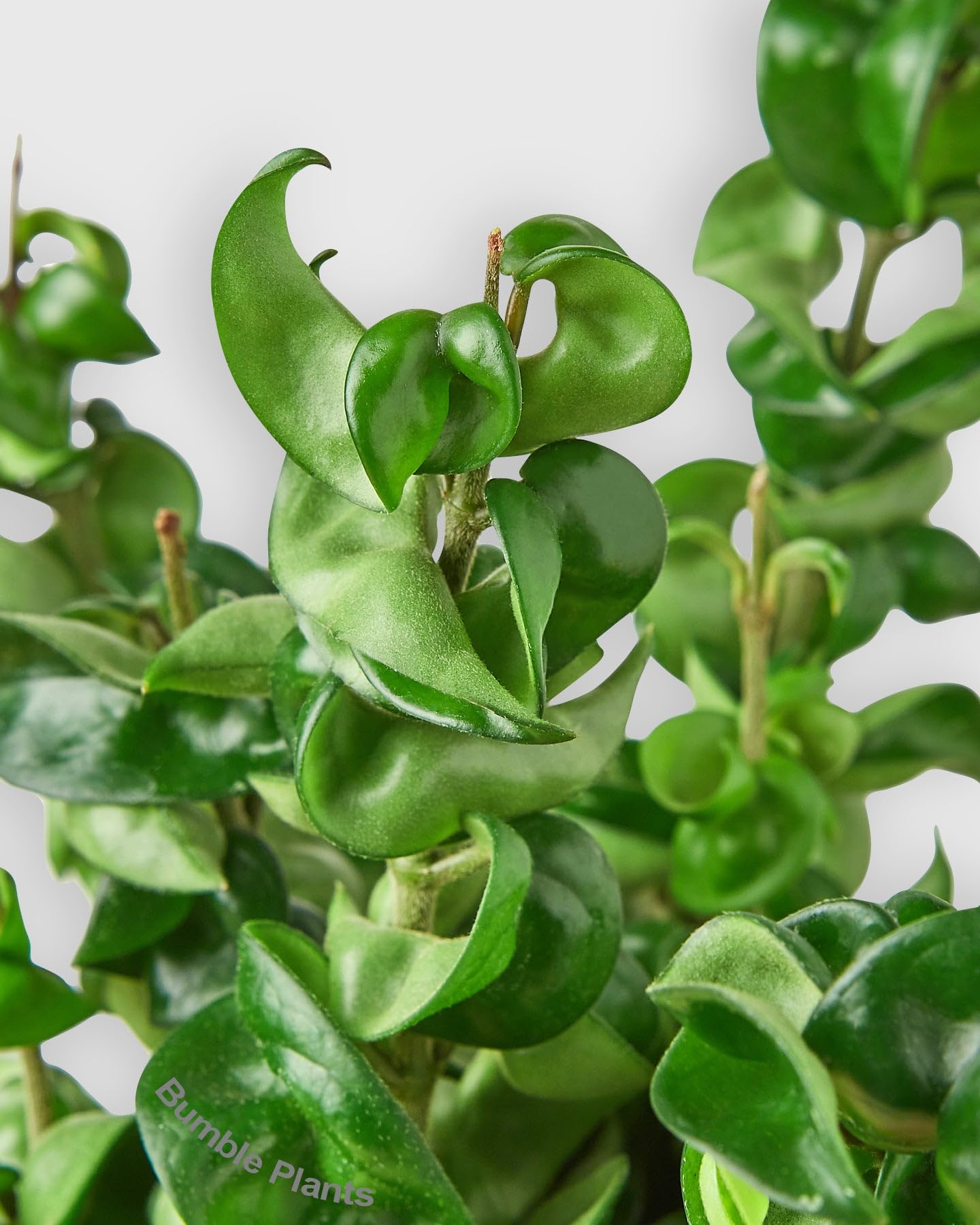 Hoya Hindu Rope Krinkle Curl-4" Pot/White Cyclinder - Live Plant Easy Care, Low Maintenance for Home Decor - Air Purification Houseplant