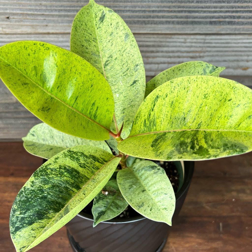RedCrocus - RedCrocus Moonshine Ficus - Variegated Indoor Plant with Chartreuse Foliage, Bushy & Compact, Perfect for Decor & Floral Arrangements, Pet Warning, Indoor Use 6" Pot