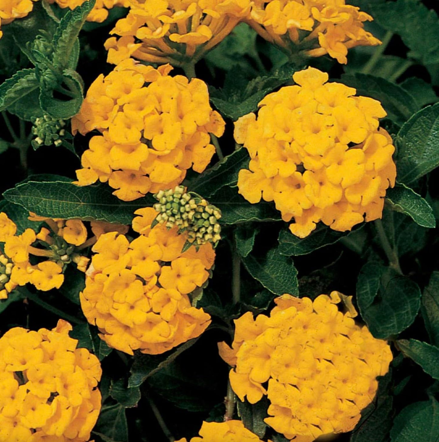 Lantana Plants Live - Chapel Hill Gold Pack of 3 Lantana Live Plants for Planting - 4-6 Inches Tall - Pollinator-Friendly, Container-Friendly, Easy Care
