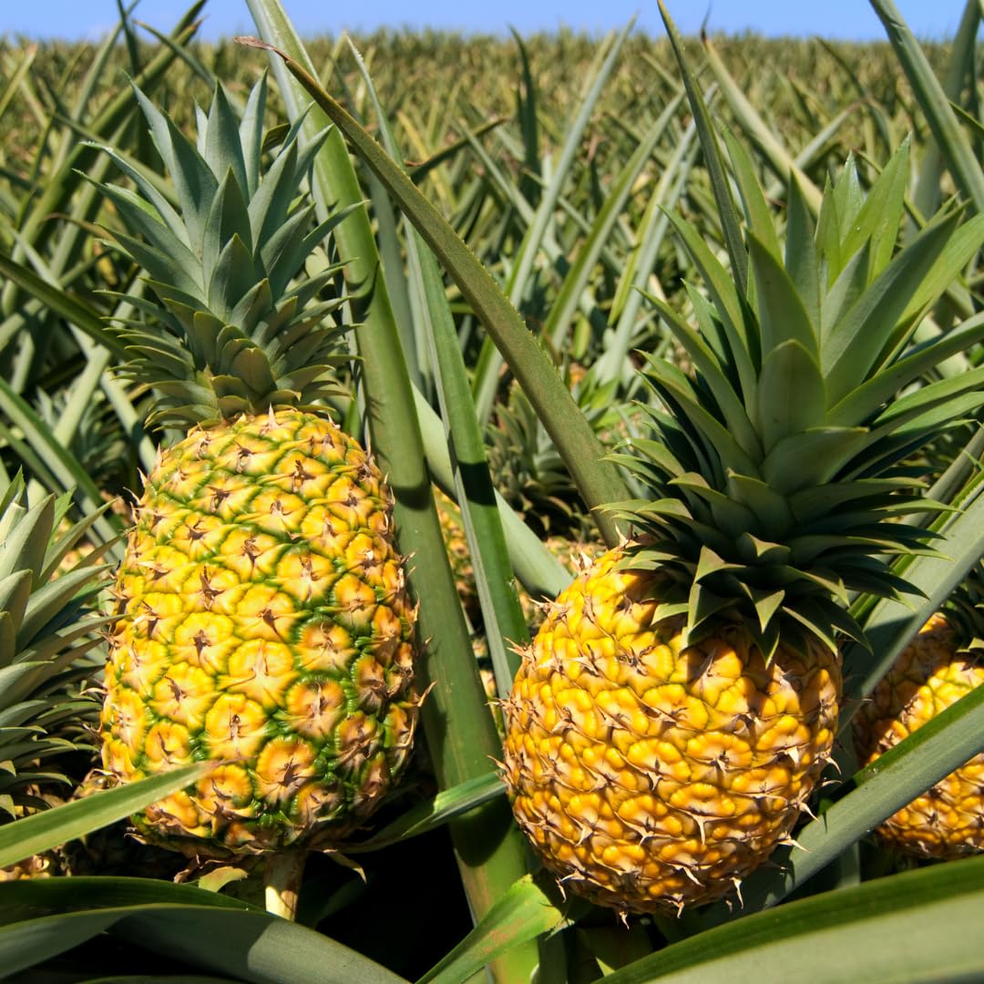 02 Pineapple Plants Live for Outdoor Full Sun Spring Planting, Cold Hardy Fruit Tree Starter from 4-6" in Tall, No Pot (Elite Gold Pineapple)