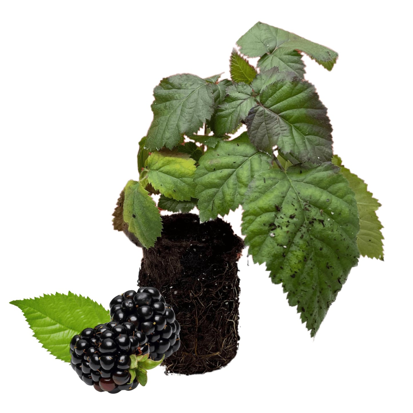 'Chester' BlackBerry Plants - Thornless, Winter Hardy, and Productive Blackberries from Hand Picked Nursery (5)
