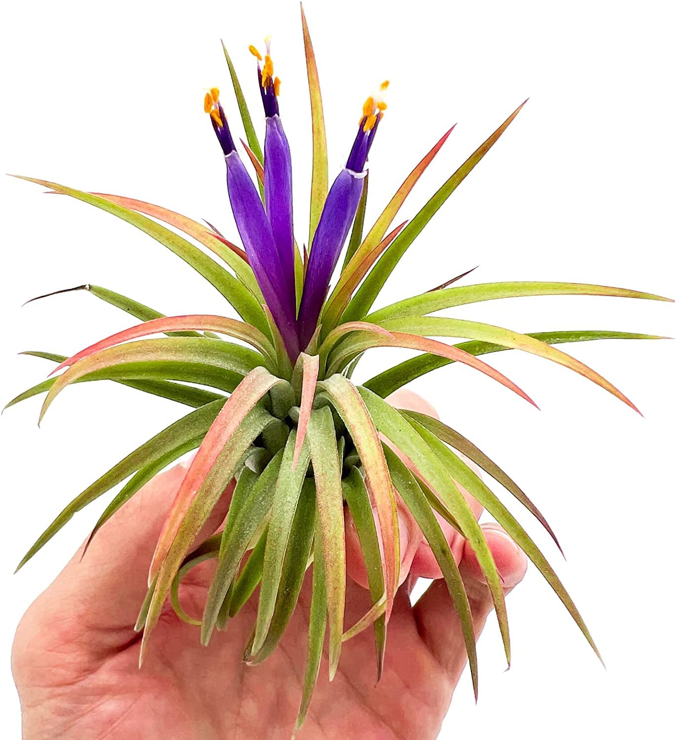 ragnaroc Air Plants Bulk - Tillandsia Ionantha Wholesale Pack, Regular 1-3" - 25ct - Live Arrival Guaranteed - House Plants for Home Decor & Gift