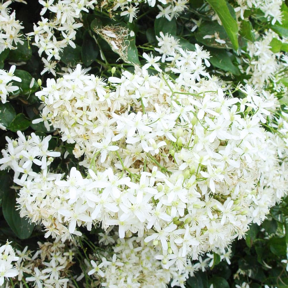 3 Sweet Autumn Clematis Plants Live Well-Rooted in 4” Pots, Fast Growing Fragrant Flowering Vine for Outdoor Garden and Trellis
