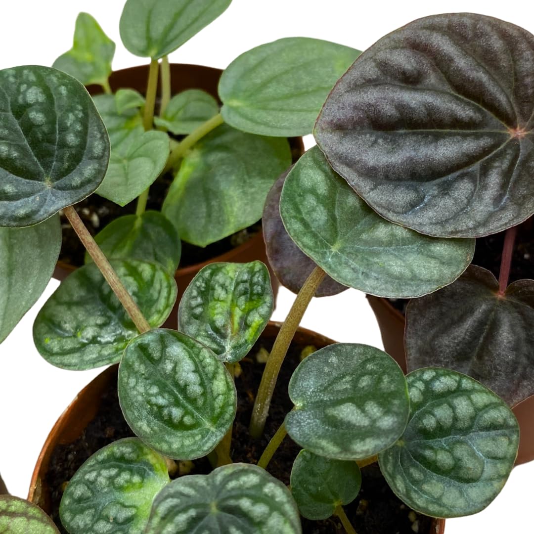 BubbleBlooms Peperomia Assortment Set of 3 in 2 inch pots
