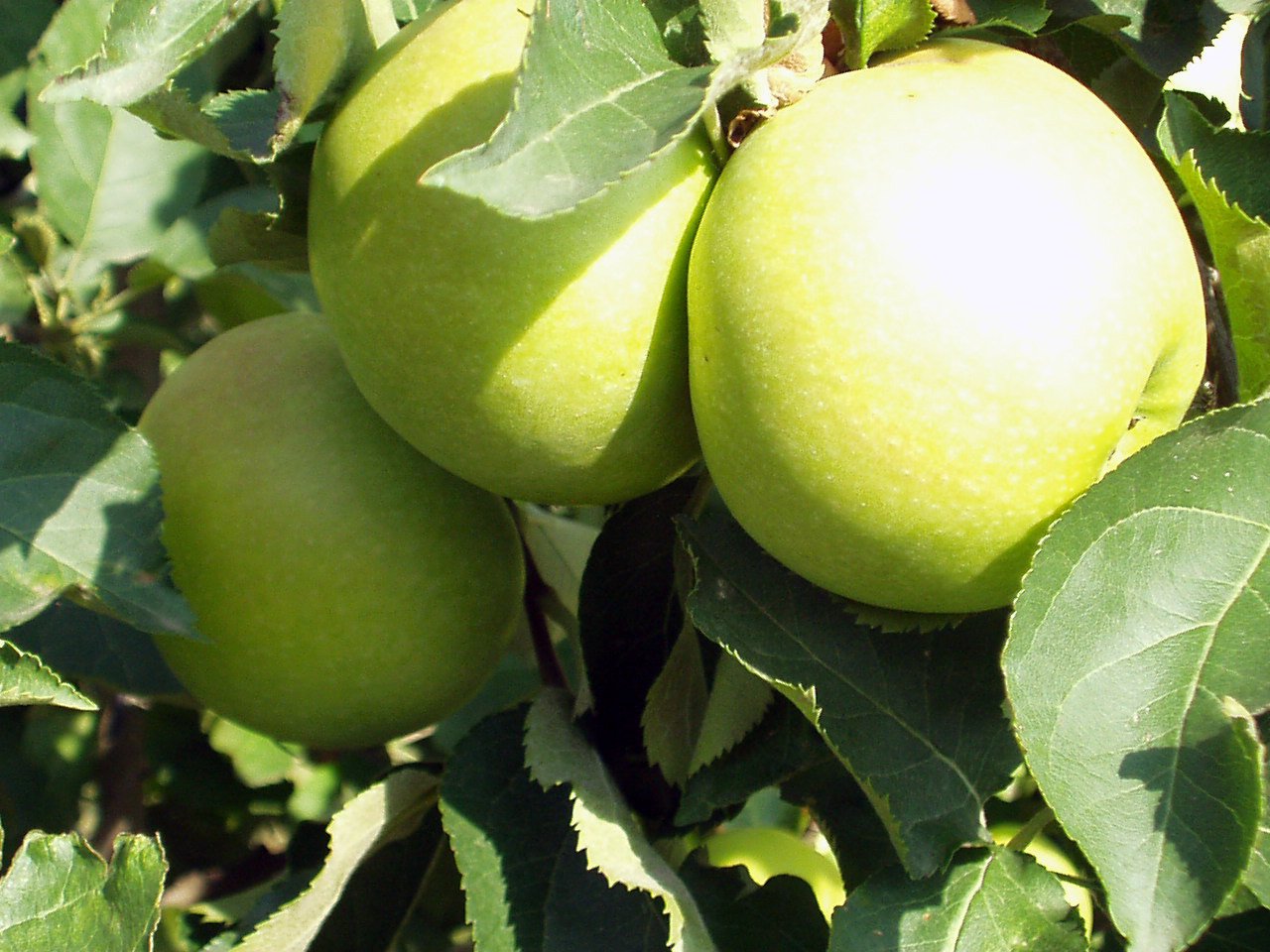 Golden Delicious Apple Tree - Grow Fresh Fruit - Live Plant Shipped 2 to 3 Feet Tall by DAS Farms