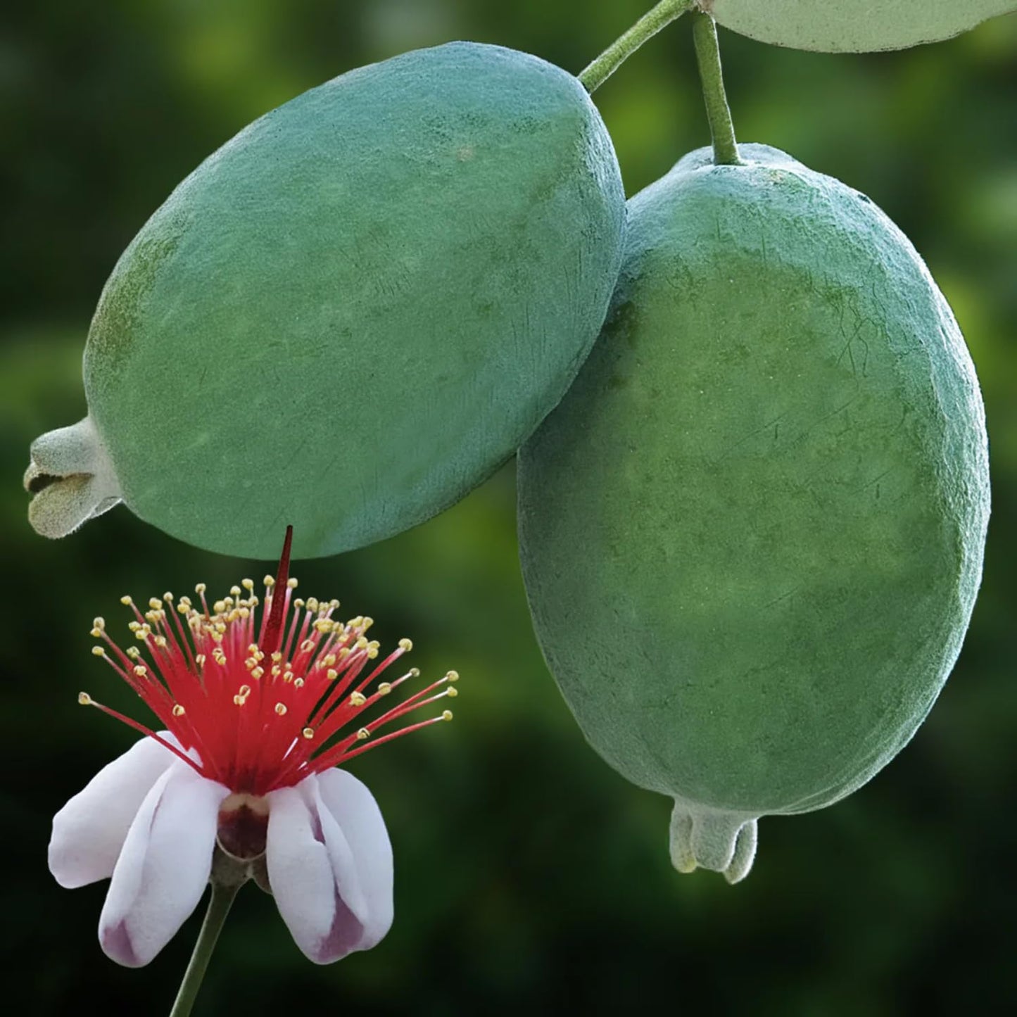 Pack 2 Pineapple Guava Plants Live, 4-8 Inches Tall Starter Plants