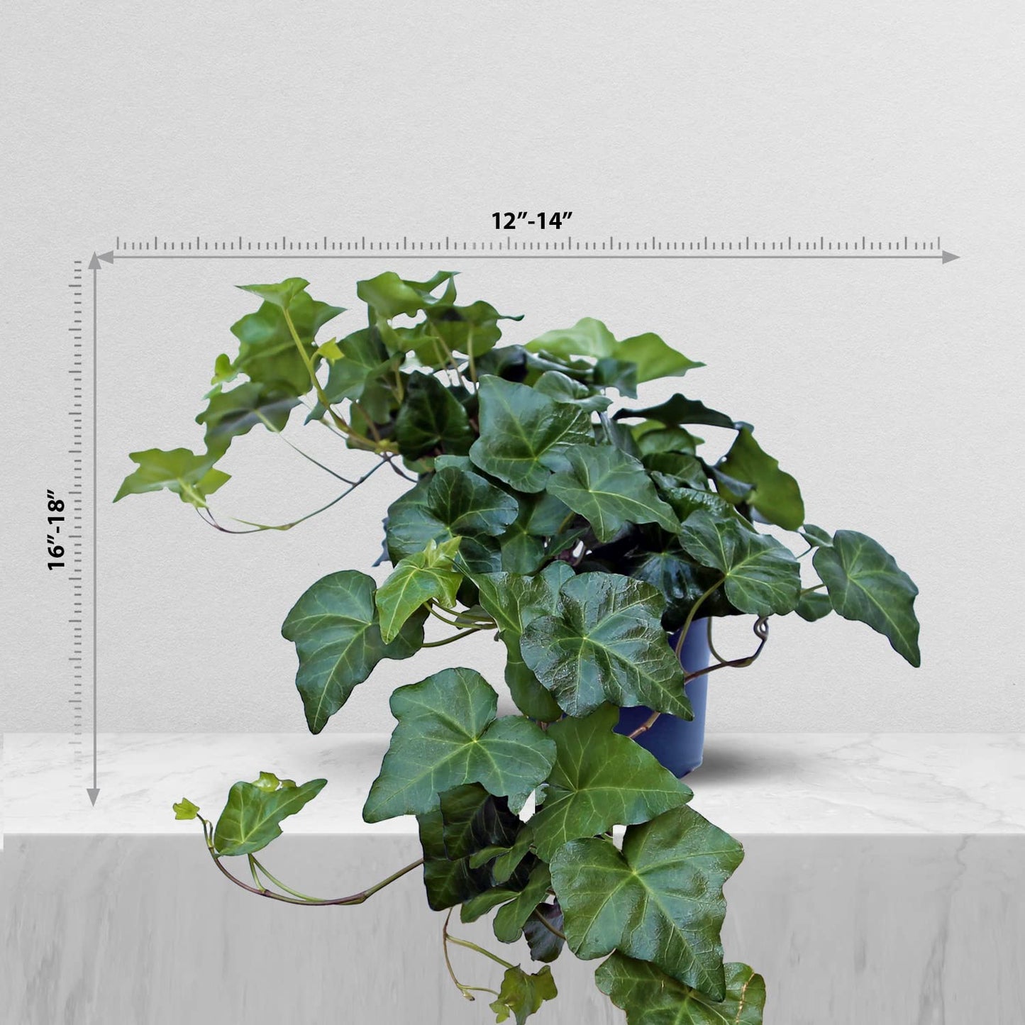 Live Ivy Plant, Hedera Helix, English Ivy, Trailing Indoor Plant, Housewarming Gift, Plant Lover Gift, Live Home Decor, Father's Day Gift Plant in 6" Pot
