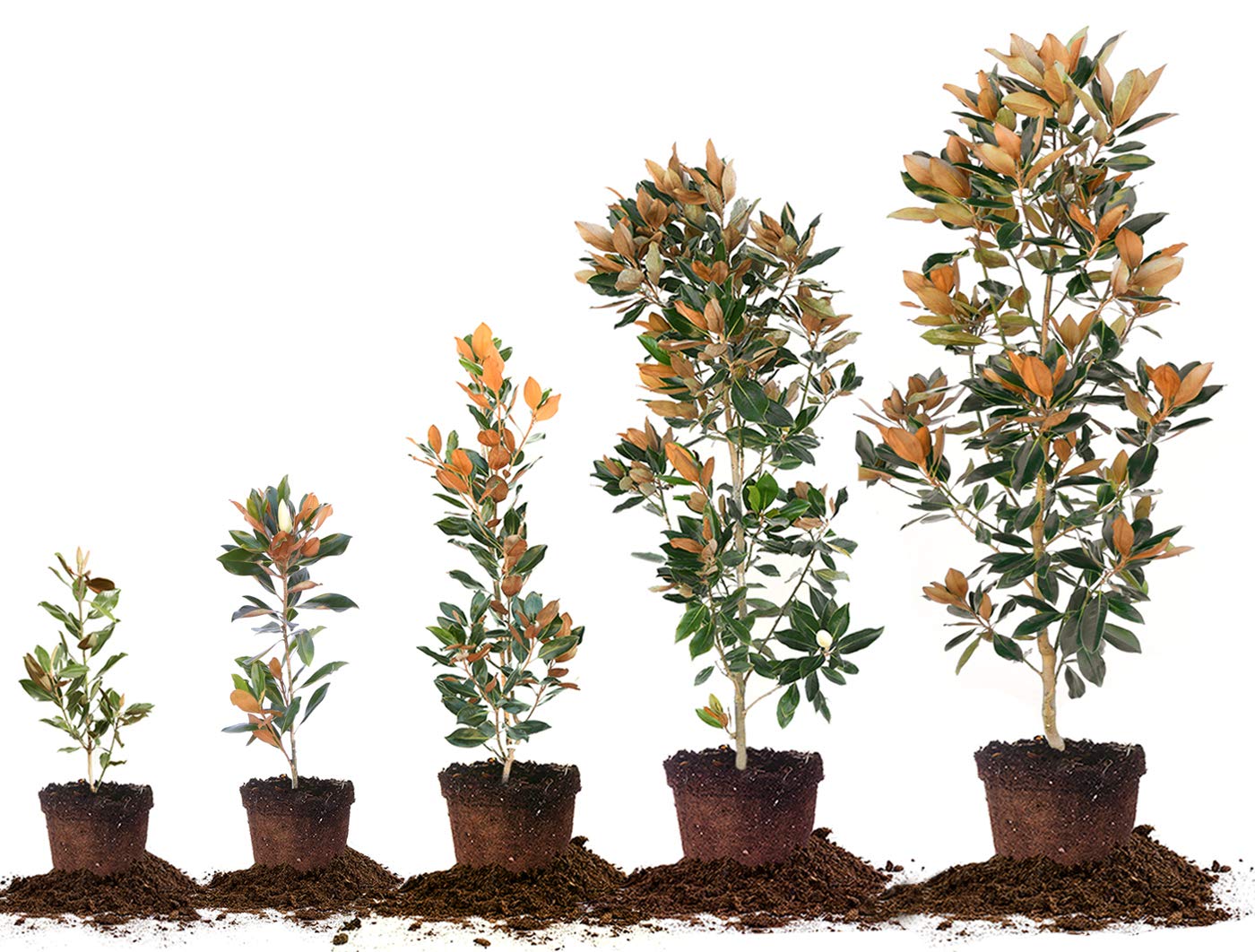 Perfect Plants Little Gem Magnolia Live Plant, 3-4', Includes Care Guide