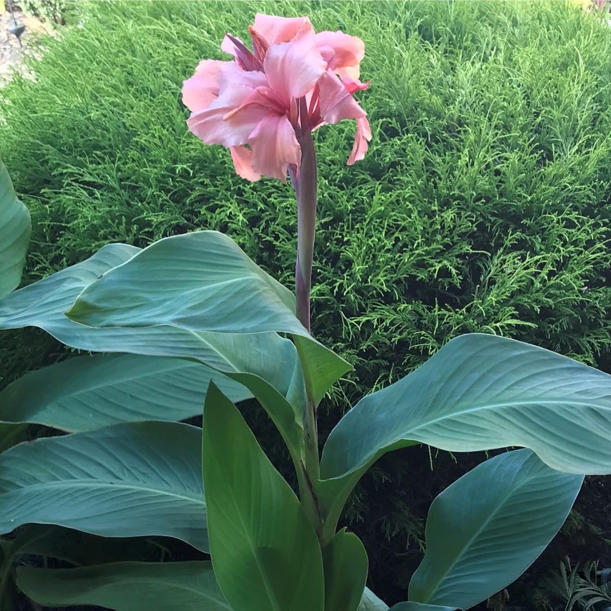 Chinese Coral Canna Lily Bulb – Large Coral Pink Blooms, Bluish Green Foliage, Rare Limited Variety, Zones 3–9, 3–4 Ft Tall, Summer Rhizome, 1 Bulb