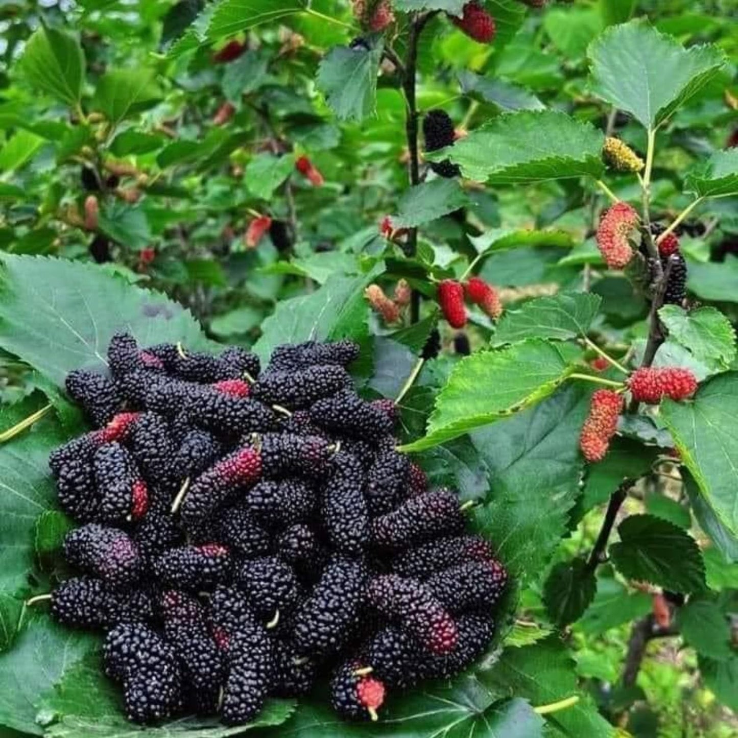 2 Dwarf Everbearing Mulberry Plants Live, 5-9 Inch Tall, Mulberry Fruit Trees Live Plants, Mulberry Seedlings