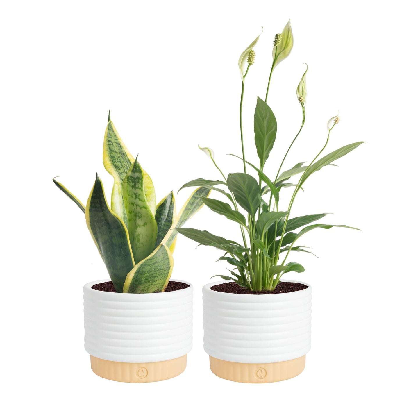 Costa Farms Live Indoor House Plants (2-Pack), Hand Selected Easy to Maintain Indoor Assorted Houseplants in Plant Pots, Curated Air Purifying Mix, Low Light, Home Office Decor Plant Gift