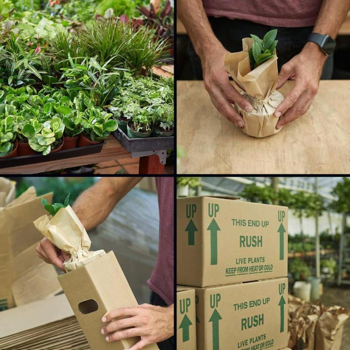 Philodendron 'Prince of Orange' | Live Plant for Indoor & Outdoor | for Living Room, Office, Bathroom | (6" Pot)
