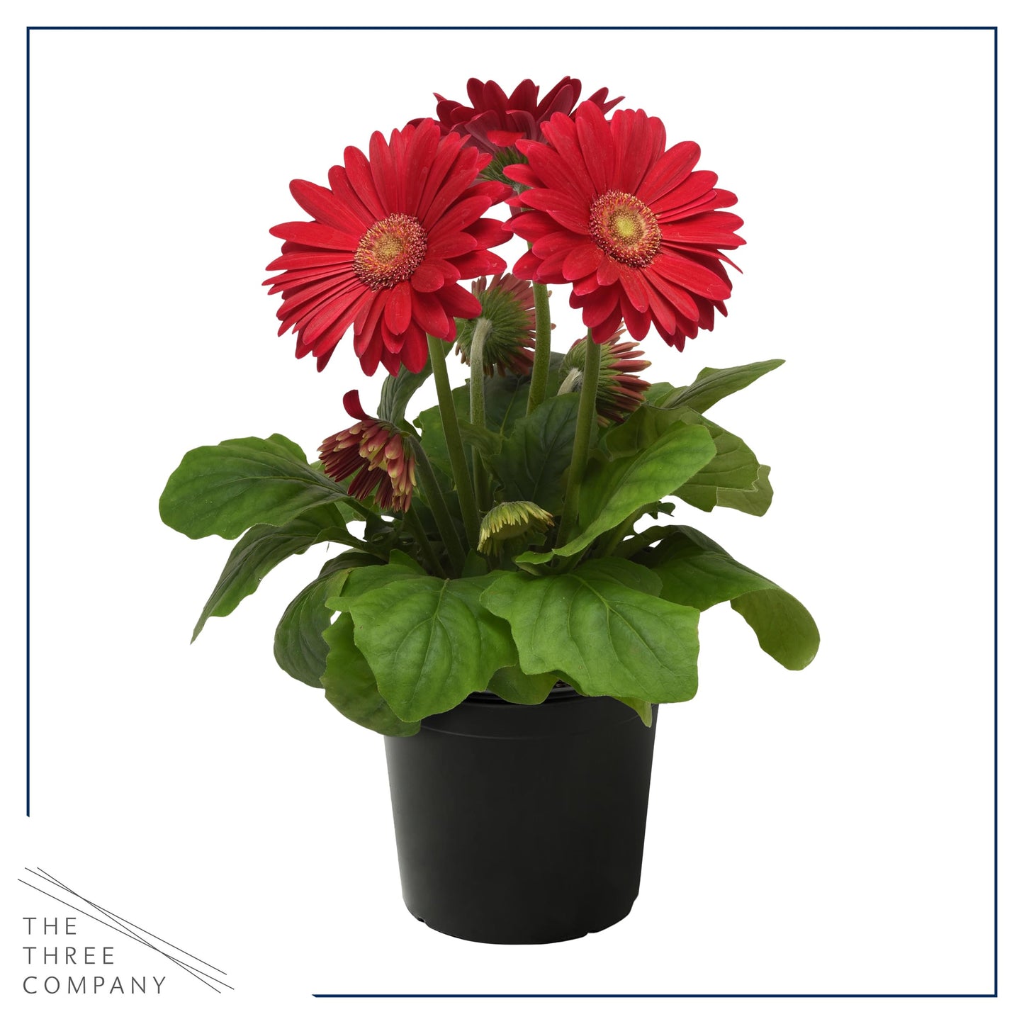 Live Flowering Gerbera Daisies - Shades of Pink (2 Plants Per Pack) - Beautiful Spring Flowers - 12" Tall by 5" Wide in 1 Qt Pot