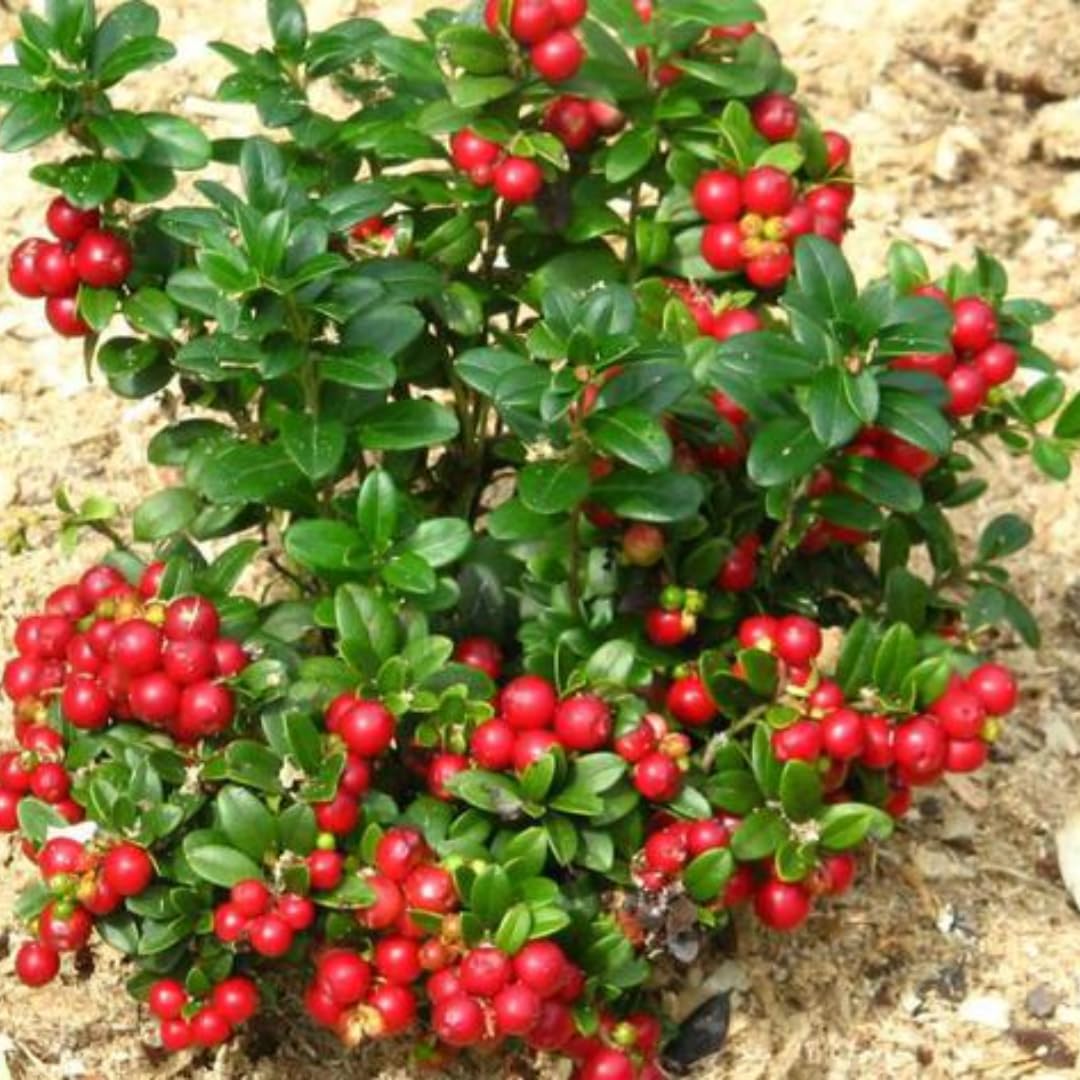 Blueberry Bush Plant Live, 1-2 Feet Tall, Hardy Pink Lemonade Blueberry Live Plant for Planting, Gal Potted, Well-Rooted, Live Plant in 1 Gallon Pot, No to CA