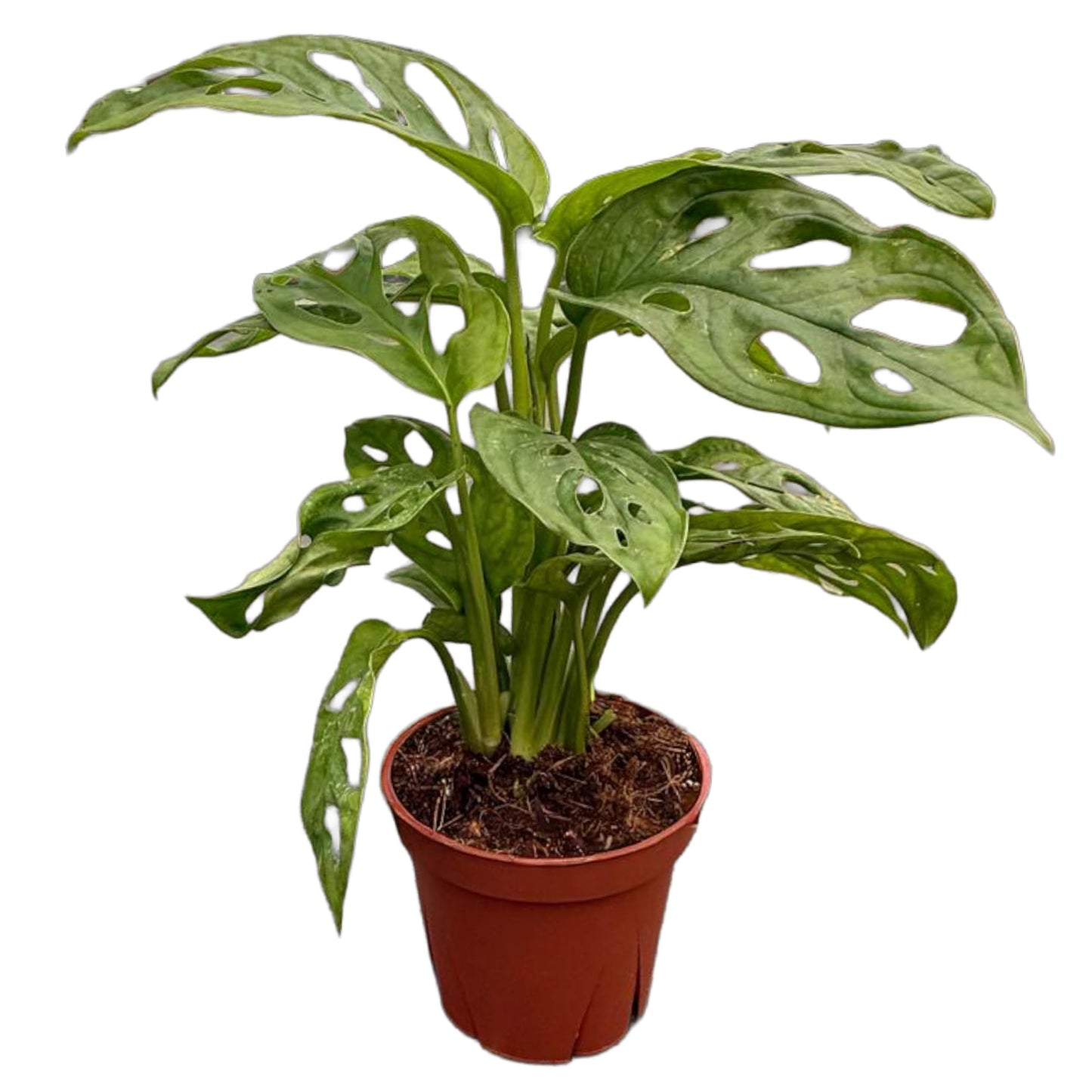 CoollectivePlants Monstera Swiss Cheese Live Plant in 4" Growers Pot – Easy Care Indoor Houseplant, Low Maintenance Vining Monstera Adansonii, Tropical Foliage