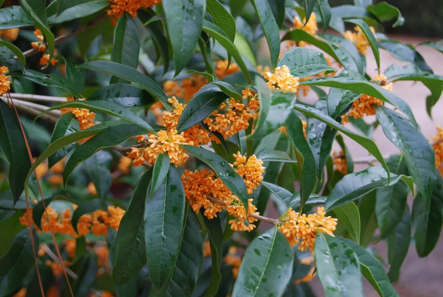 Live Plant - Apricot Echo Fragrant Tea Sweet Olive Osmanthus fragrans Rooted Starter Plant