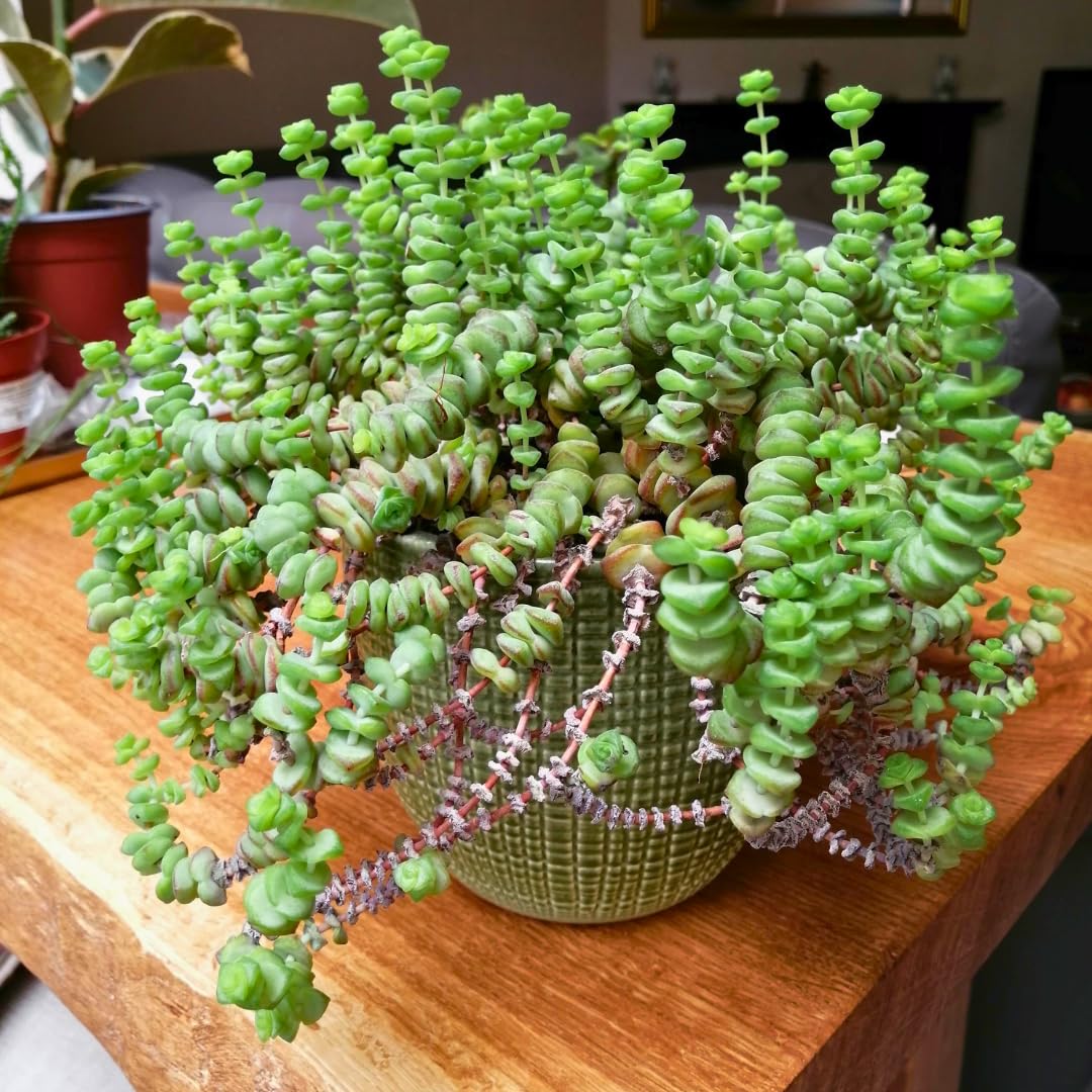 String of Buttons Live Plants, Easy Indoor Trailing Succulent in 2.5" Pot, Hanging Succulent Houseplant Indoor Outdoor Planting